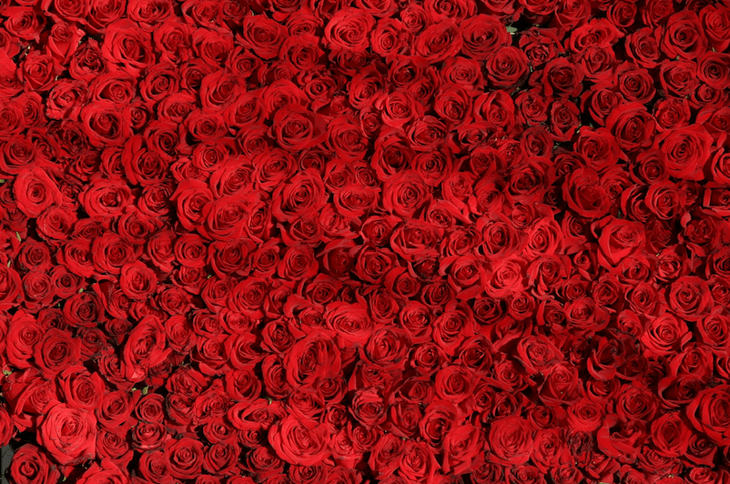 larawan ng rose petals