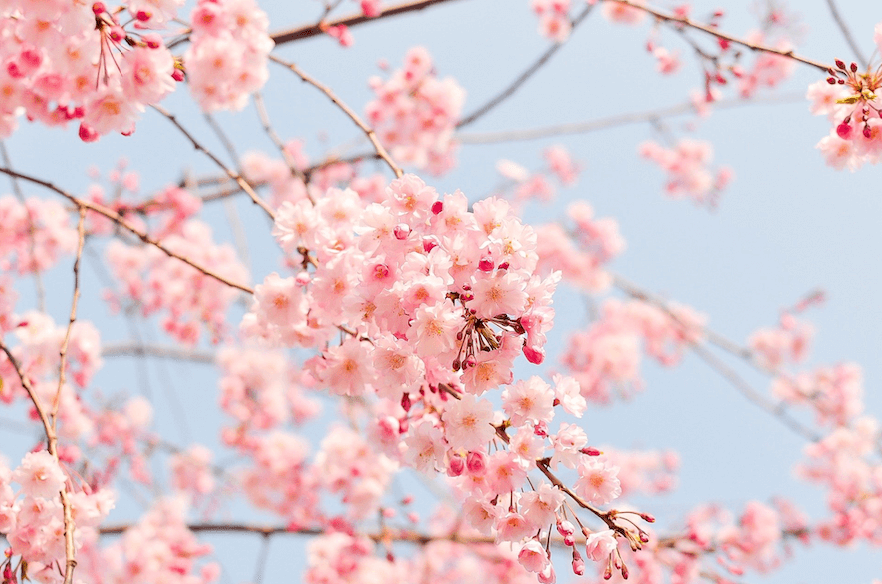 image of cherry trees